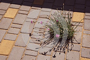 Small bush of blooming pink carnation flowers on stone brick pavement background with copy space