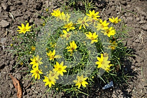 Small bush of Coreopsis verticillata in bloom