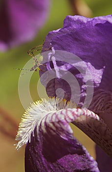 Small Bush Cricket Katydid on Purple Iris