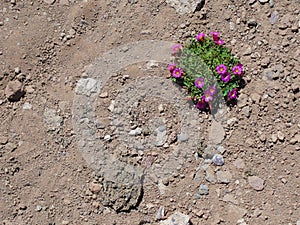 Small bush of flowers in the Atacama Desert, Chile.