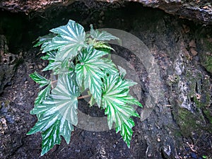 Small Bush of Green Plant with Unique Leaf Pattern Under the Rock