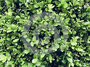 Small Bush Leaves Natural Pattern Background