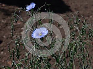 Small bush Linum perenne with buds and blooming blue flowers photo