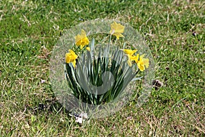 Small bush made of Narcissus or Daffodil perennial herbaceous bulbiferous flowering plants with fully open yellow flowers