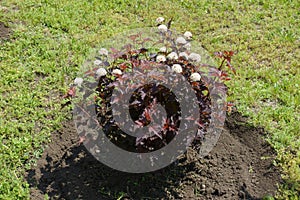 Small bush of purple leaved Physocarpus opulifolius in bloom photo