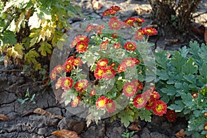 Small bush of red and yellow Chrysanthemum