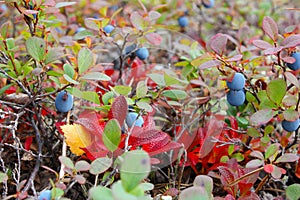 Small bush of ripe bog bilberry in the forest, closeup