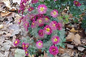 Small bush of ruby red and yellow Chrysanthemums in bloom