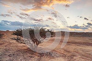 Small bush or tree with thorny branches growing in desert like landscape, sunset clouds in distance - typical scenery in