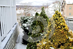 Small bushes covered in snow