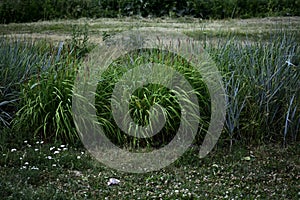 The small bushes grow near the park forest