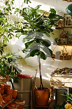 Small business: shop for home gardening, interior design with houseplants, ceramic pots, decoration