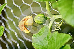 A Small Buttercup Squash Forming on the Vine with a Yellow Blossom