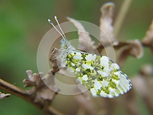 Small butterfly