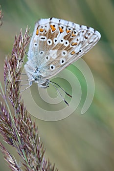 Small butterfly