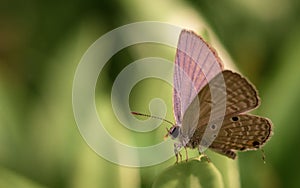 Small butterfly.