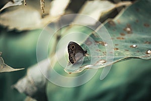 Small butterfly on big leaf