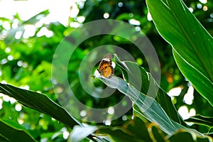 Small butterfly on big leaves