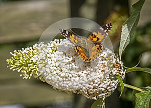 Small  Butterfly and Budlia