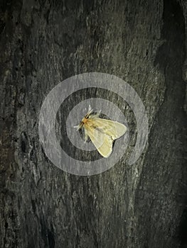 Small butterfly bugs night photo