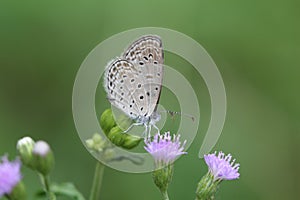 A small butterfly climbing on a grass flower