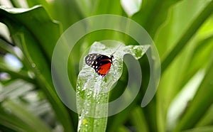 Small butterfly on a dew petal