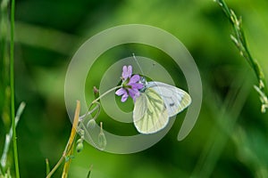 A small butterfly on a flower