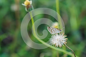Small Butterfly on a flower grass