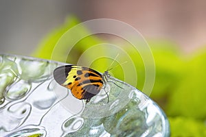 Small Butterfly on a glass plate