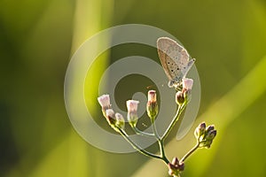 Small butterfly on grass flower in sunset background