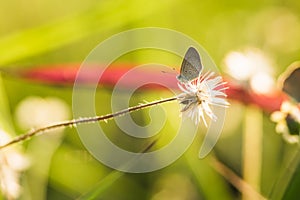 Small butterfly on grass flower in sunset background
