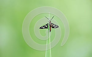 Small butterfly green on leaf background