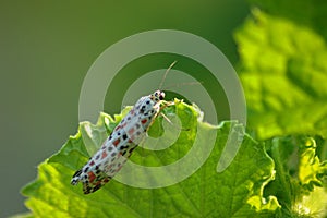 Small butterfly on green leaf with blurred green background