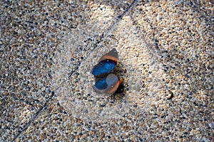 Small butterfly on the ground