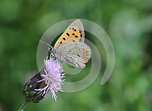 Small butterfly (Lycaena phlaeas) photo