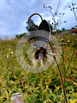 Small butterfly macro shot. Natural