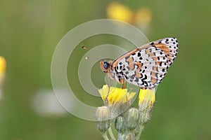 A small butterfly (Melitaea) sits on a yellow flower among a blooming meadow.