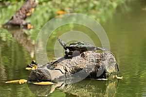 Small butterfly on the nose of the turtle. The turtle was sunbathing on the water timber.