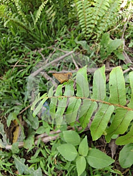 A small butterfly is perched on a leaf