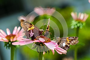 Small Butterfly on Pink Flower in the Summer