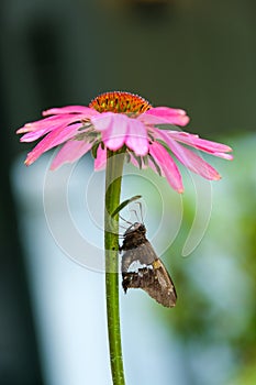 Small Butterfly on Pink Flower in the Summer