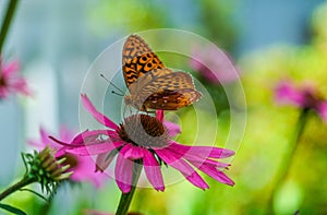 Small Butterfly on Pink Flower in the Summer