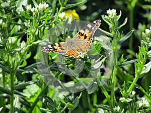 Small butterfly on a plant