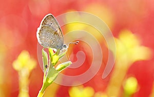 A small butterfly(Pseudozizeeria maha) stays on the plant photo