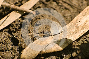 Small butterfly puddling on the ground in a hot day. Butterfly puddle