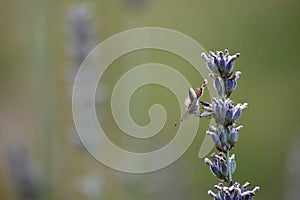 small butterfly on a purple lavender flower attacked an ant