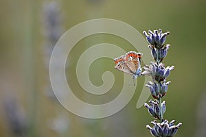 Small butterfly on a purple lavender flower attacked an ant