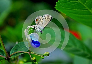 A small butterfly resting on Blue Butterfly Bush