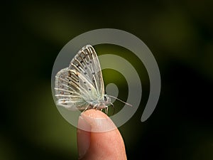 Small butterfly resting on a child`s fingertip