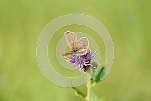 Small butterfly resting on the flower